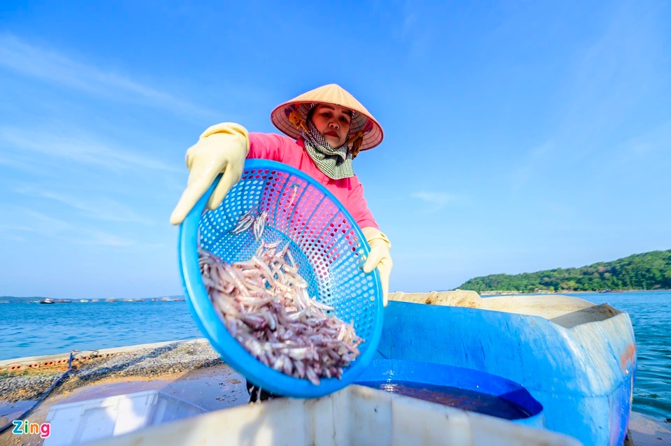 Trúng đậm cá cơm, ngư dân tại Quảng Ninh lãi cả chục triệu mỗi ngày - Ảnh 4.