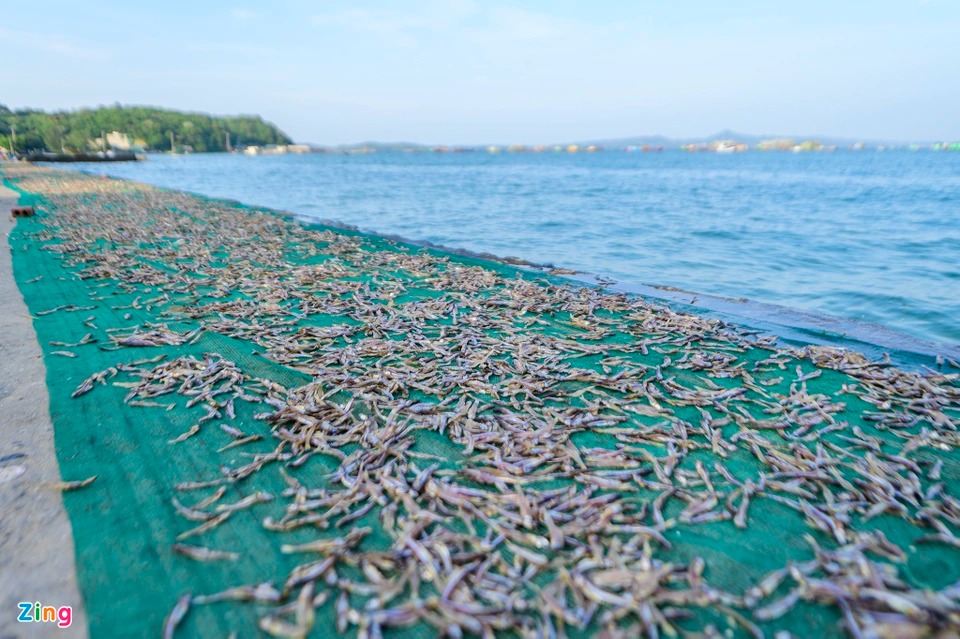 Trúng đậm cá cơm, ngư dân tại Quảng Ninh lãi cả chục triệu mỗi ngày - Ảnh 6.