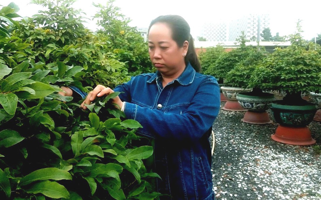 Trồng loại hoa chỉ bán một mùa, còn đâu đem cho thuê, chị nông dân tay ngang Sài Gòn thu 3 tỷ