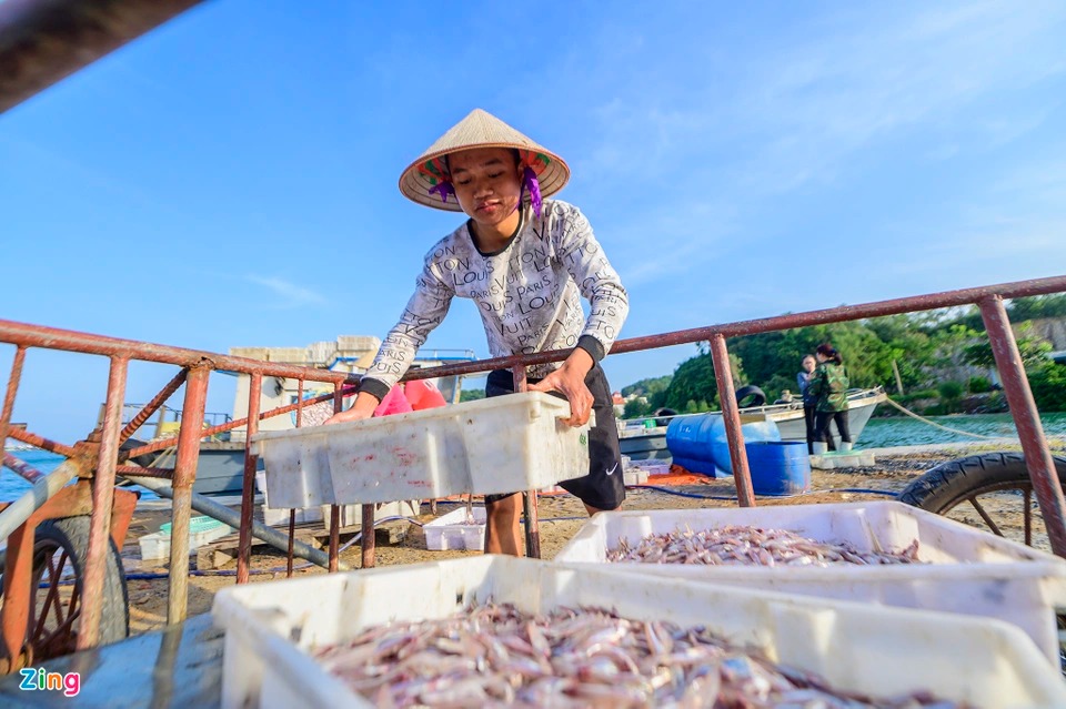 Trúng đậm cá cơm, ngư dân tại Quảng Ninh lãi cả chục triệu mỗi ngày - Ảnh 8.