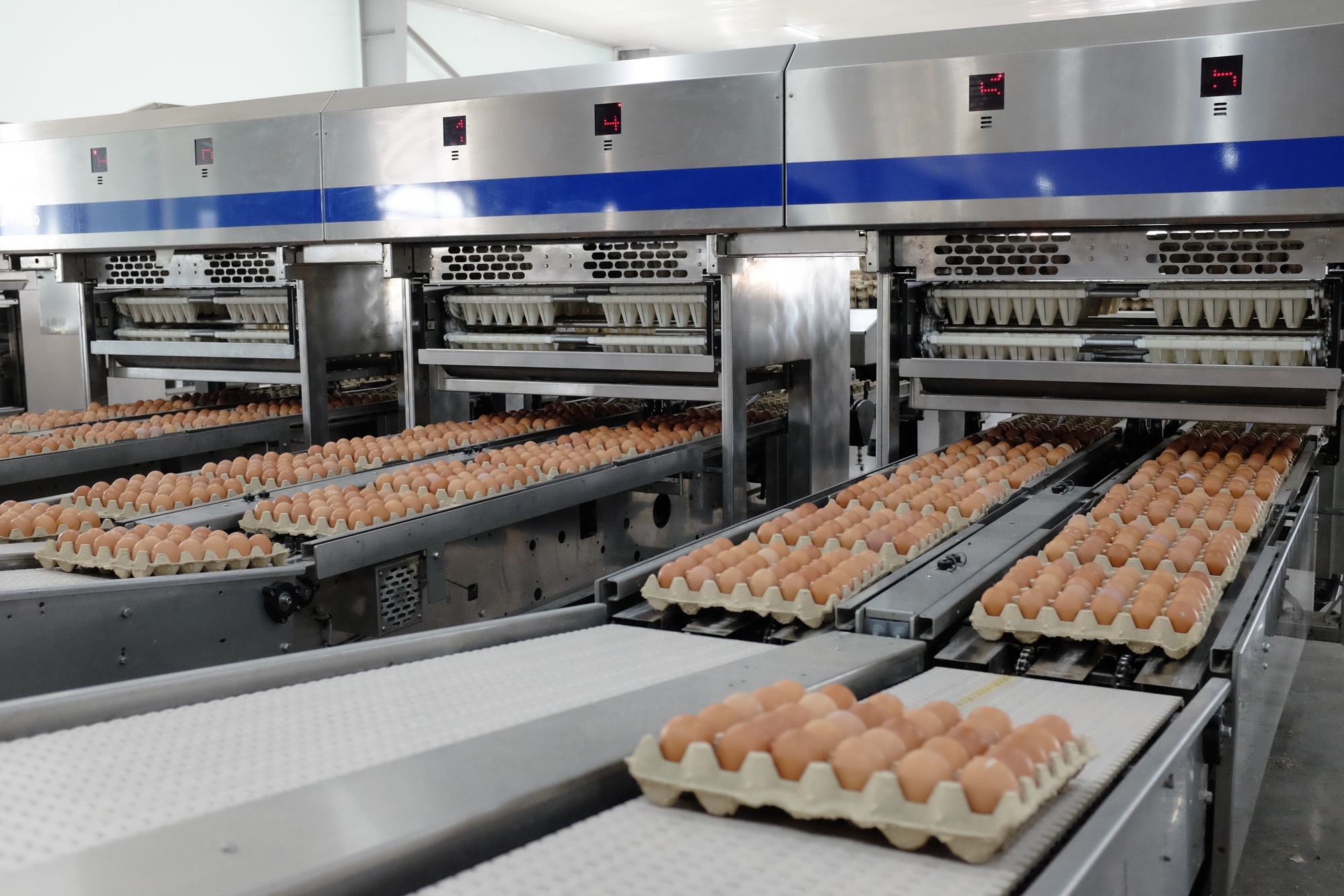 Hòa Phát trở thành công ty bán trứng lớn nhất miền Bắc, bán 1 triệu quả/ngày - Ảnh 1.