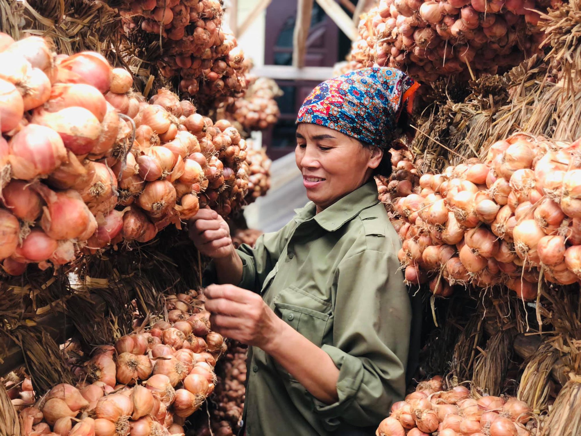 Thị xã Kinh Môn đang dẫn đầu tỉnh Hải Dương về loại cây có củ cay xè cả mắt nhưng rất tốt cho sức khỏe - Ảnh 1.