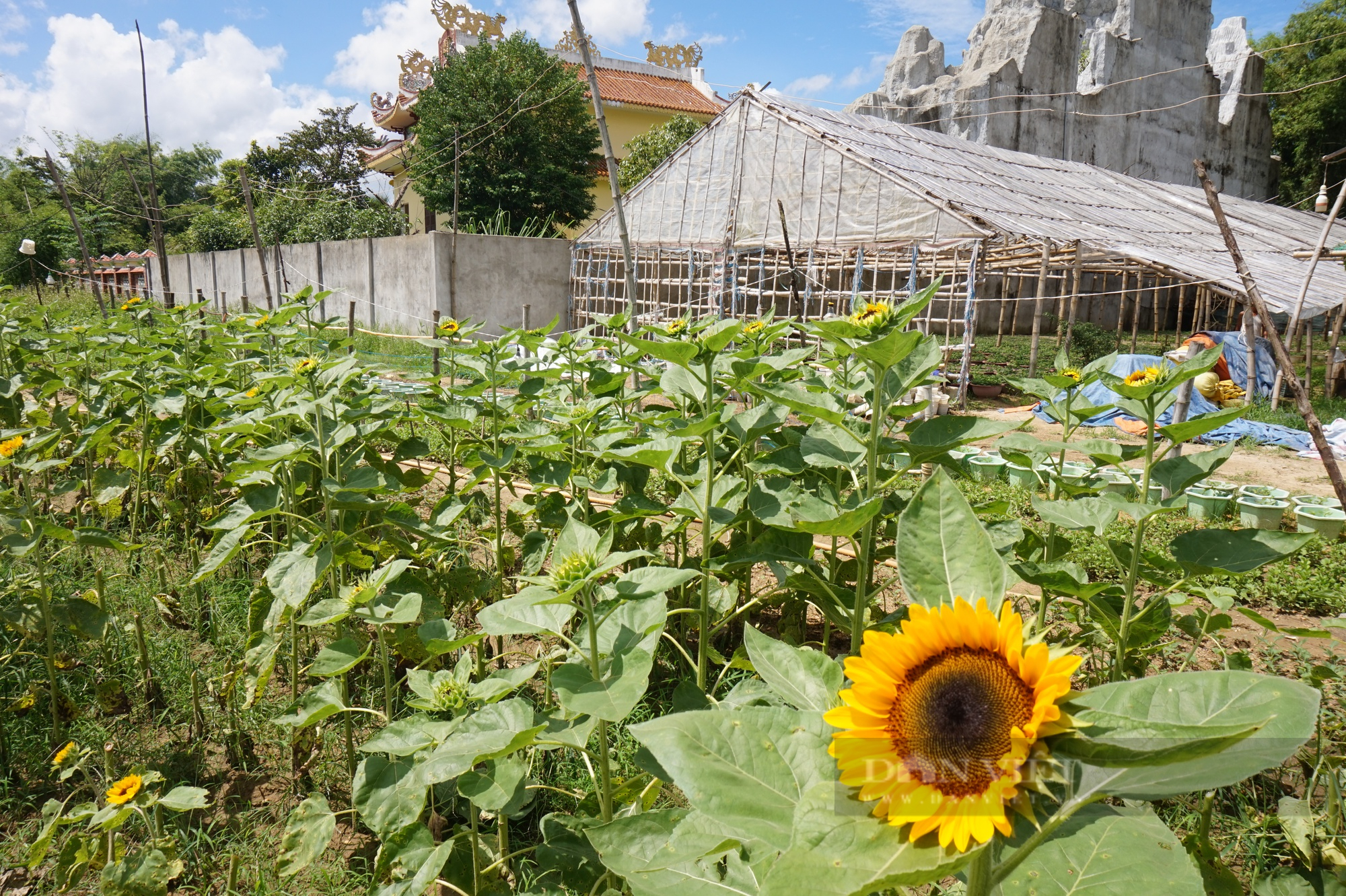 Đam mê trồng hoa, một phụ nữ ở Đà Nẵng thu lãi hàng trăm triệu mỗi năm - Ảnh 3.