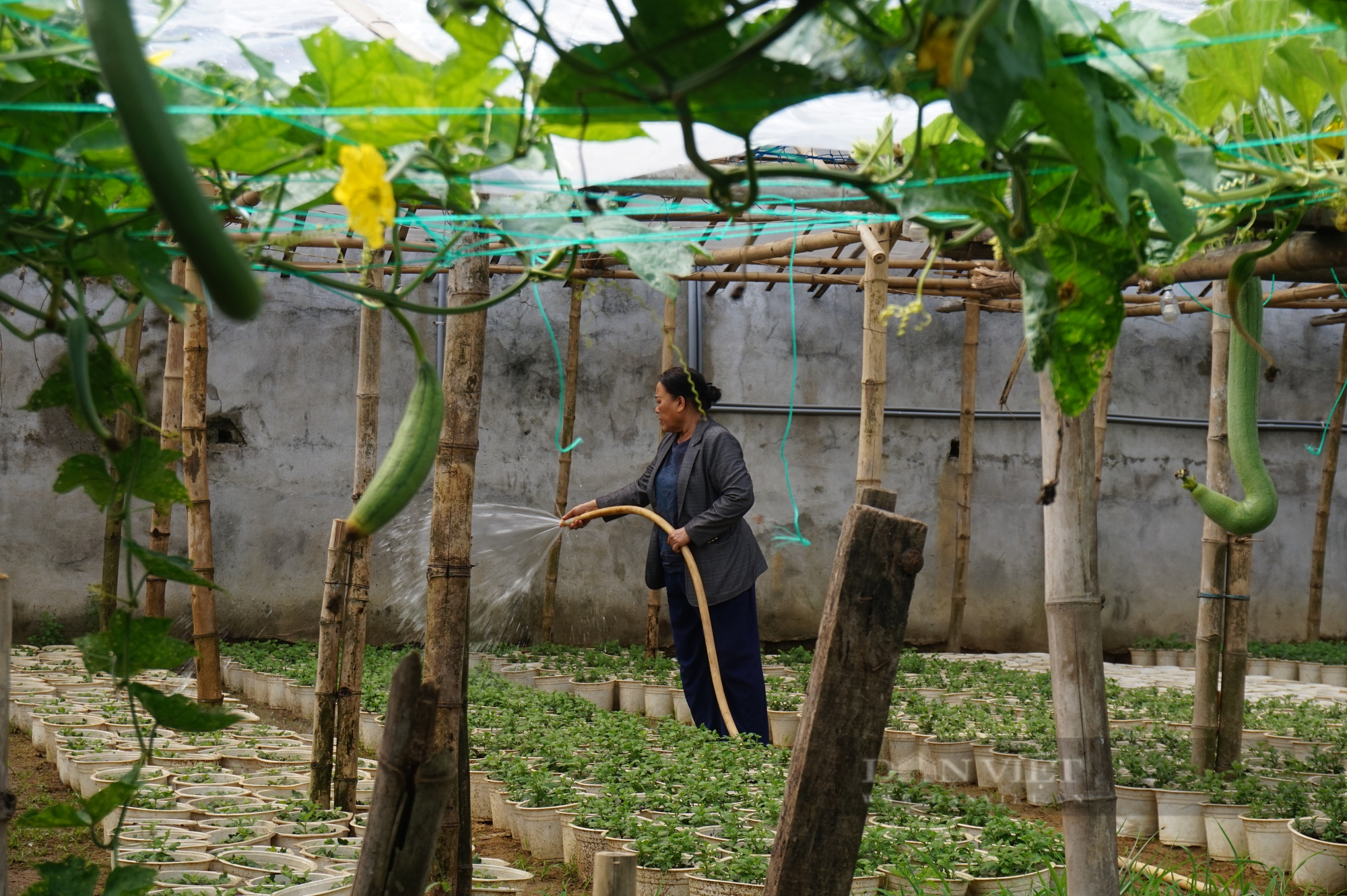 Đam mê trồng hoa, một phụ nữ ở Đà Nẵng thu lãi hàng trăm triệu mỗi năm - Ảnh 8.