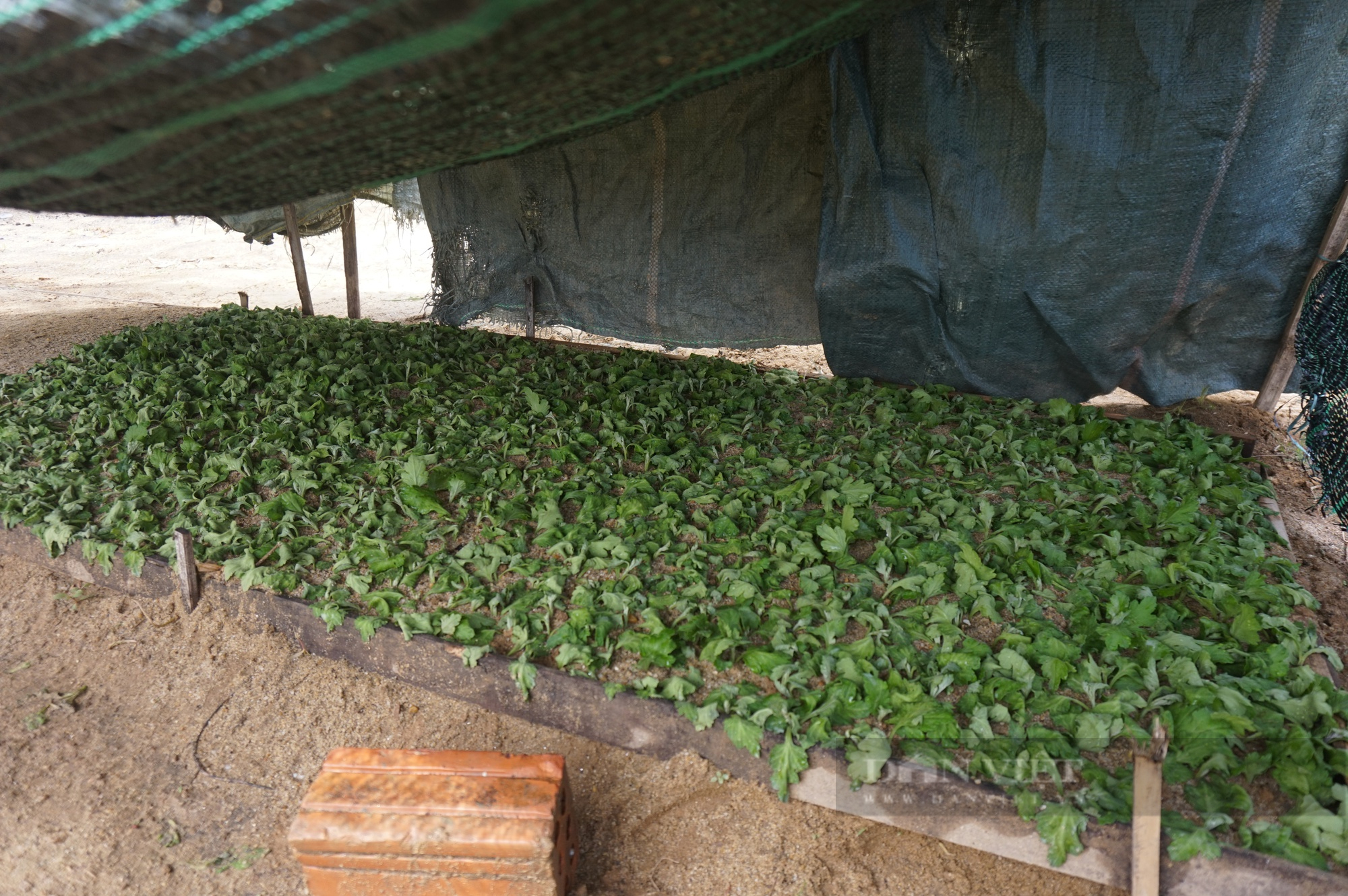 Đam mê trồng hoa, một phụ nữ ở Đà Nẵng thu lãi hàng trăm triệu mỗi năm - Ảnh 7.