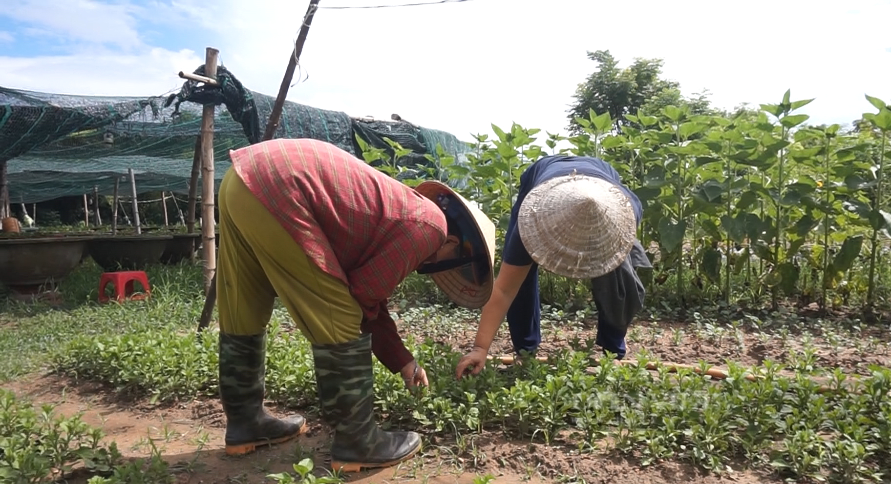 Đam mê trồng hoa, một phụ nữ ở Đà Nẵng thu lãi hàng trăm triệu mỗi năm - Ảnh 6.