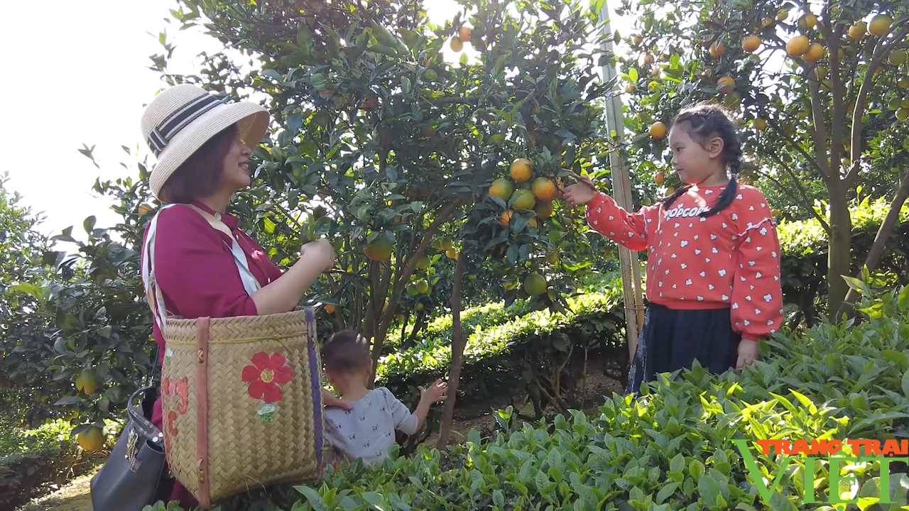 Trải nghiệm vườn cam vàng ươm tại cao nguyên Mộc Châu - Ảnh 5.