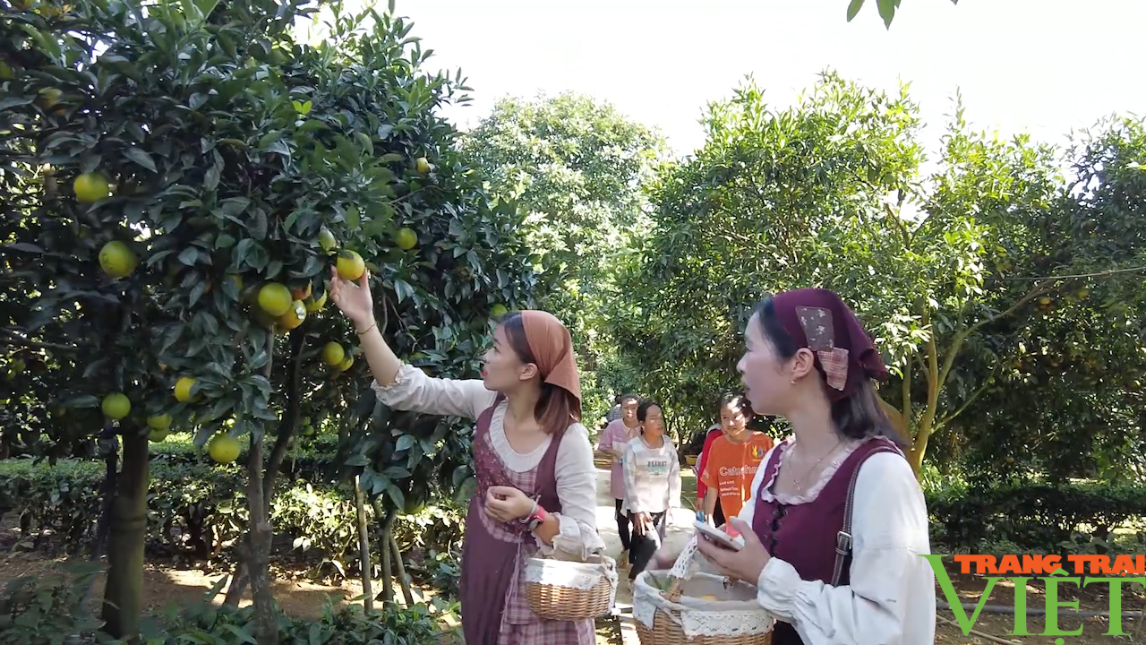 Trải nghiệm vườn cam vàng ươm tại cao nguyên Mộc Châu - Ảnh 7.