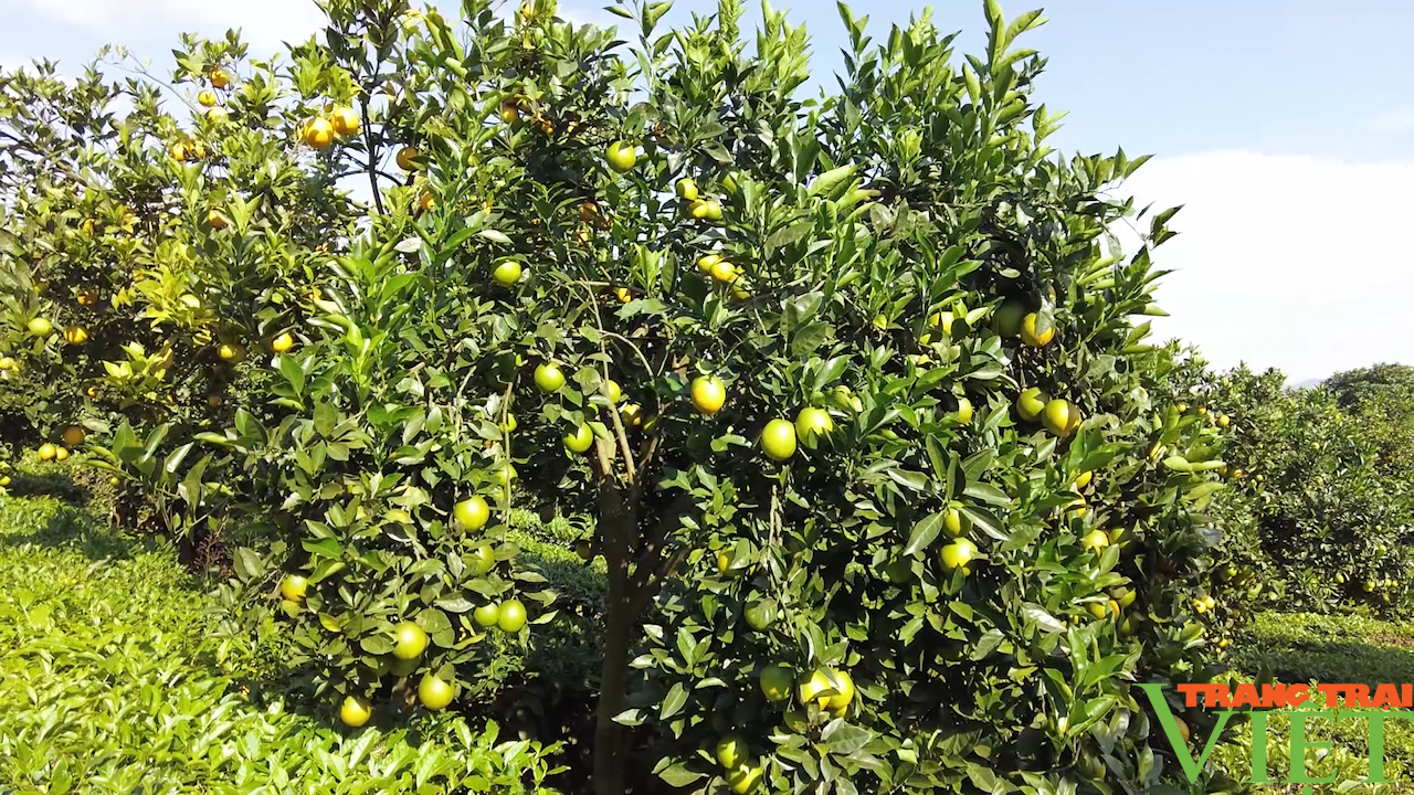 Trải nghiệm vườn cam vàng ươm tại cao nguyên Mộc Châu - Ảnh 2.