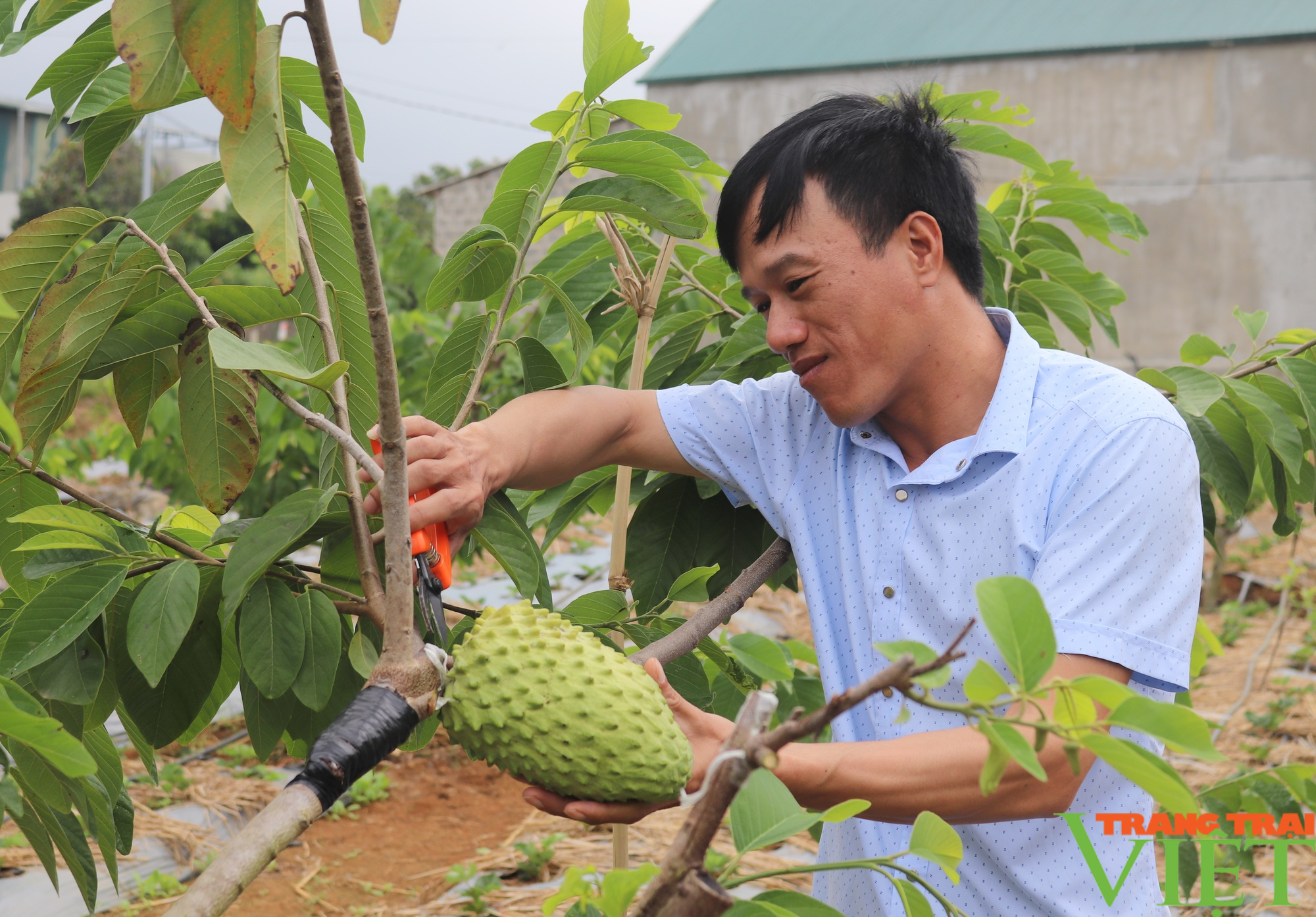 Chuẩn bị tôn vinh sản phẩm nông nghiệp Sơn La tiêu biểu - Ảnh 1.