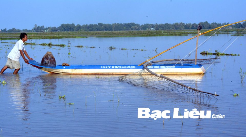 Đánh bắt cá đồng trên ruộng bỏ vụ, nông dân Bạc Liêu đón phù sa mà ngày nào cũng có tiền - Ảnh 1.