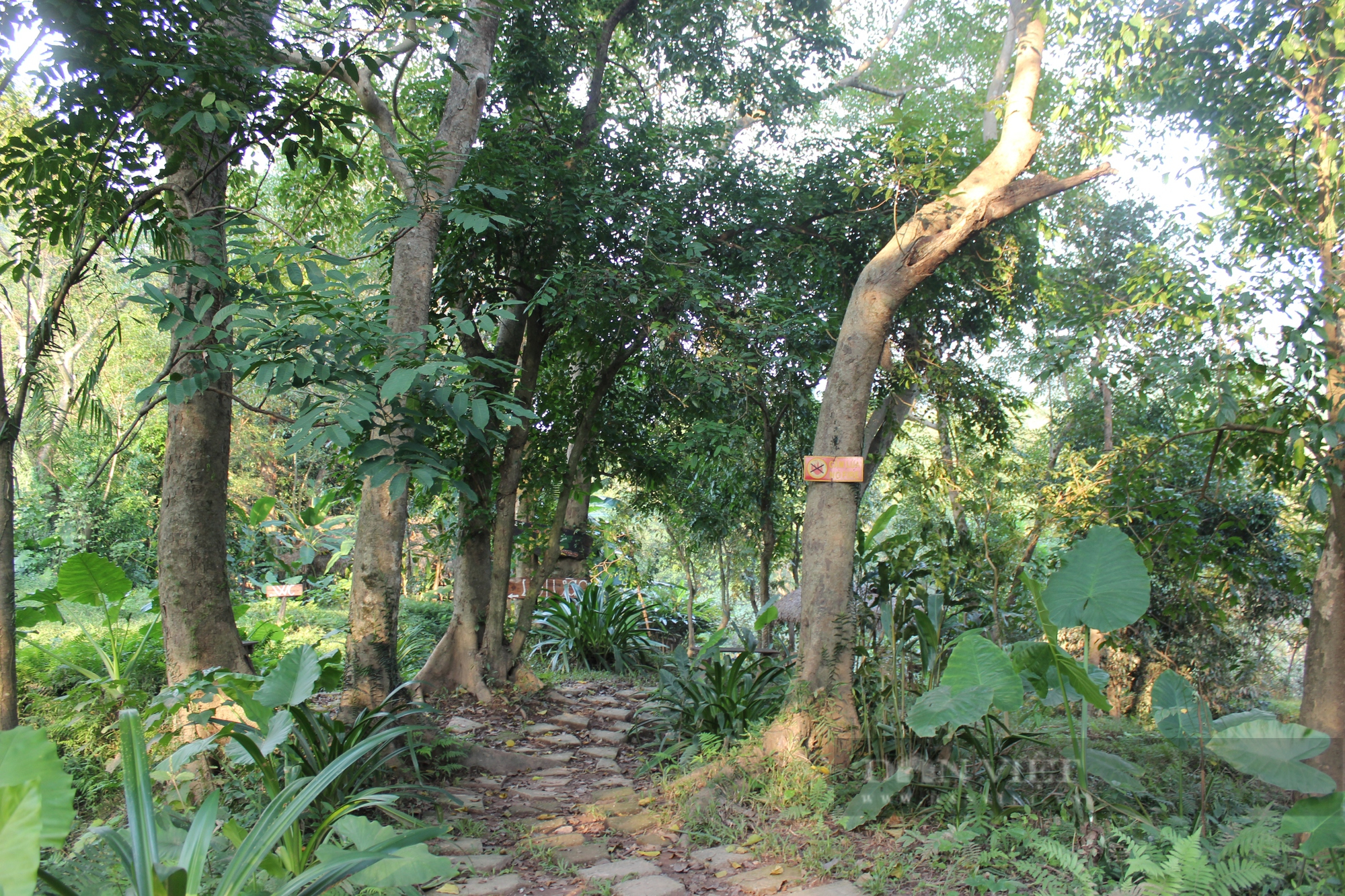 Cận cảnh khu du lịch lấn chiếm gần 40.000 m2 đất rừng trong di sản Phong Nha - Kẻ Bàng - Ảnh 3.