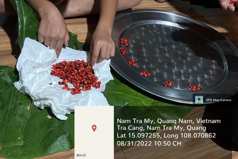 Bất ngờ loại hạt đắt nhất Việt Nam, giá lên đến 240 triệu đồng/kg - Ảnh 2.