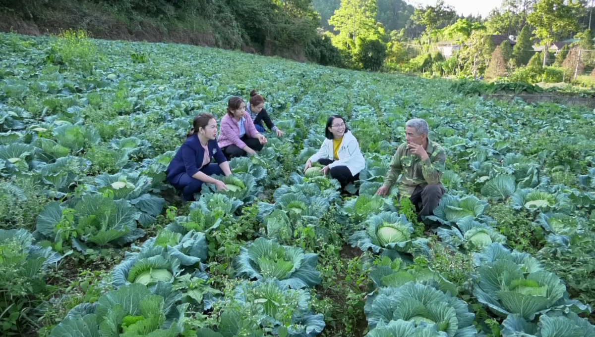 Hội Nông dân Hà Giang hỗ trợ tiêu thụ rau bắp cải cho nông dân xã Quyết Tiến - Ảnh 1.