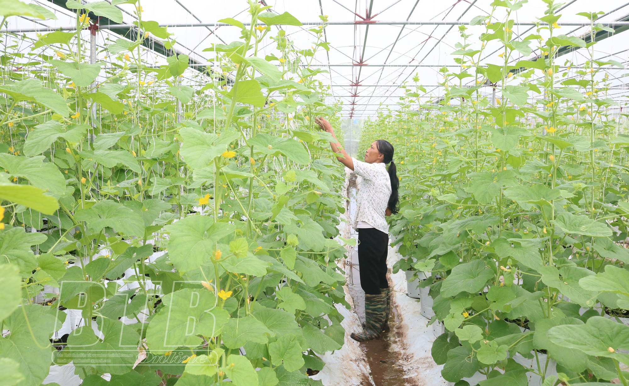 Ông nông dân Thái Bình đánh liều đầu tư 700 triệu trồng dưa trong nhà màng, hoá ra &quot;1 vốn 4 lời&quot; - Ảnh 3.