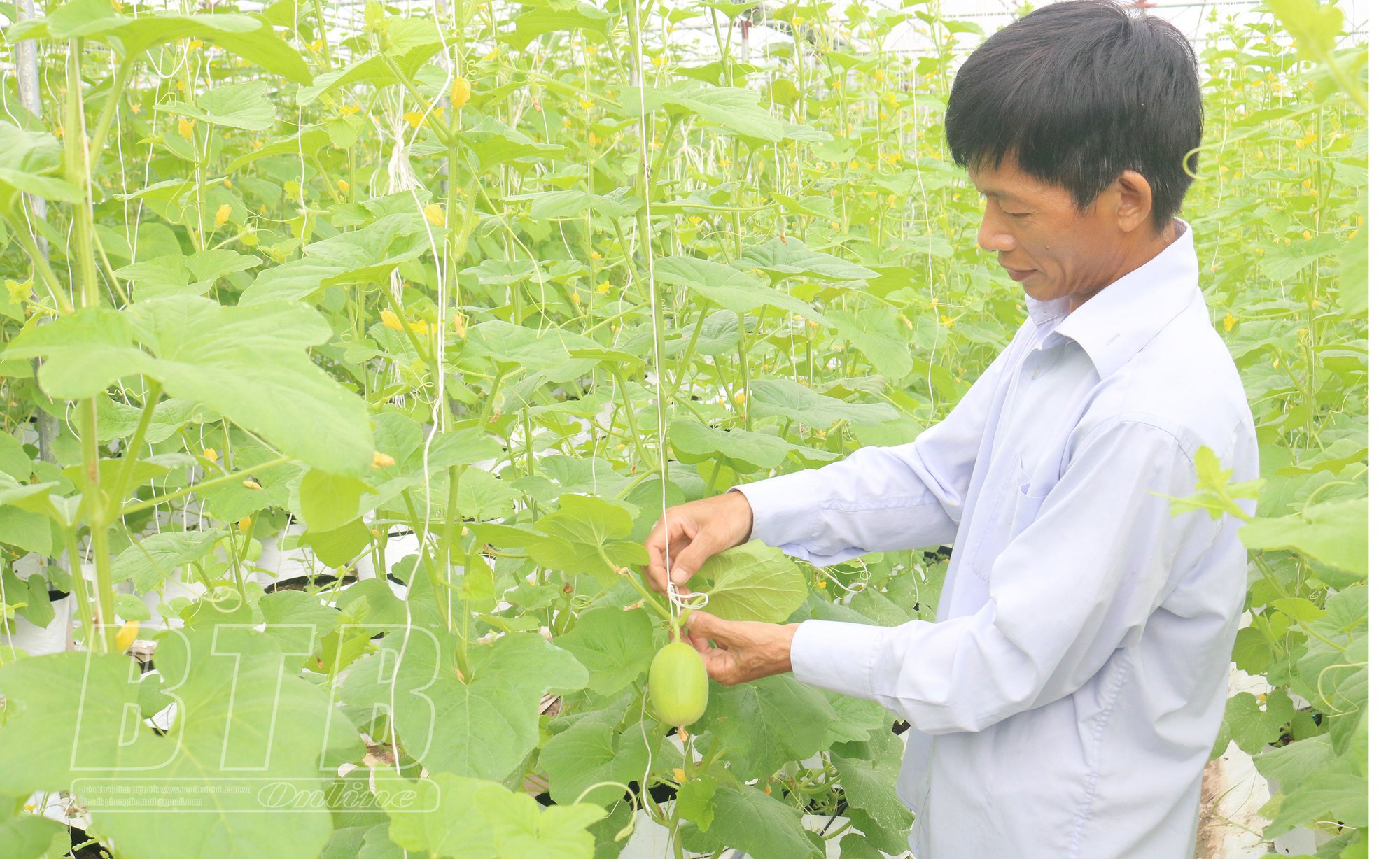 Ông nông dân Thái Bình đánh liều đầu tư 700 triệu trồng dưa trong nhà màng, hoá ra &quot;1 vốn 4 lời&quot; - Ảnh 4.