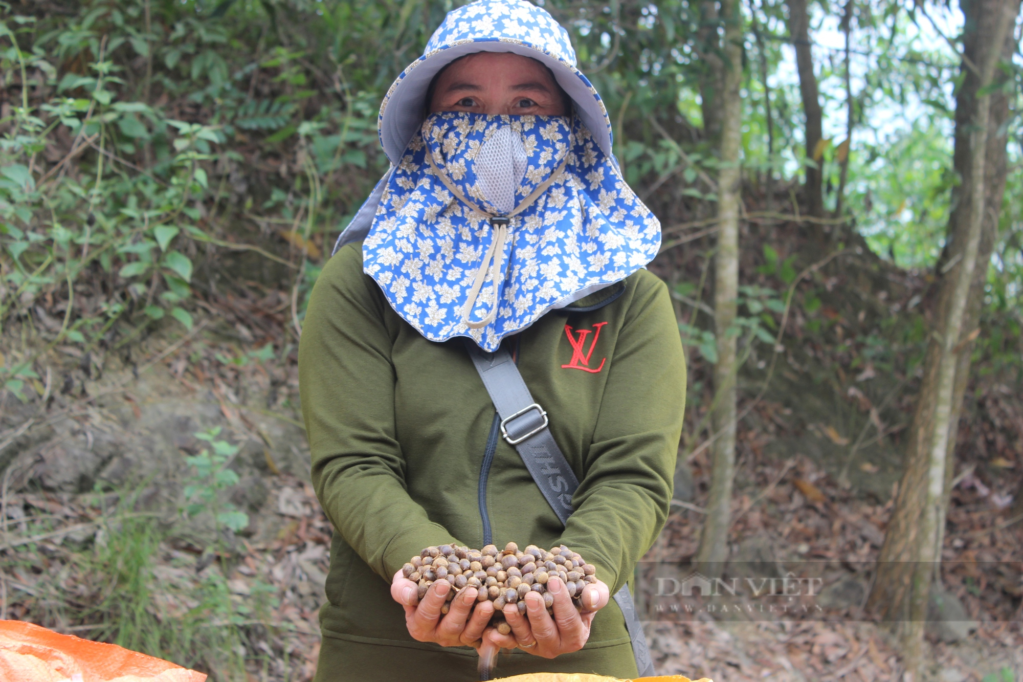 Cây dẻ rơi hạt dày trong rừng, dân Quảng Bình rủ nhau vào nhặt thu về nửa triệu/ngày - Ảnh 4.