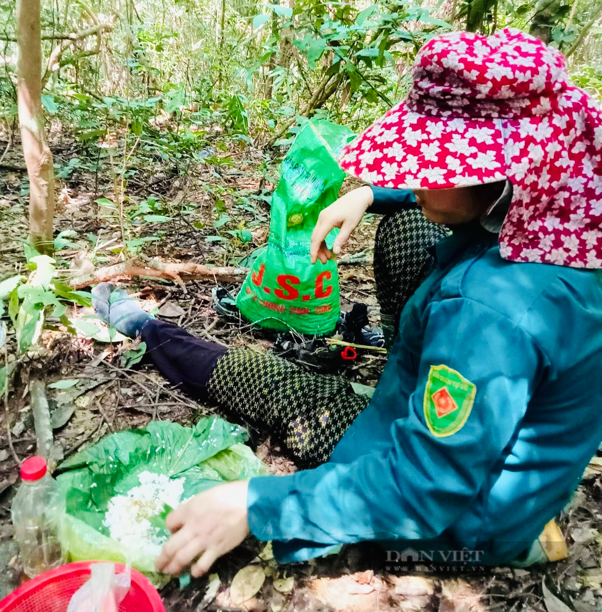 Cây dẻ rơi hạt dày trong rừng, dân Quảng Bình rủ nhau vào nhặt thu về nửa triệu/ngày - Ảnh 3.