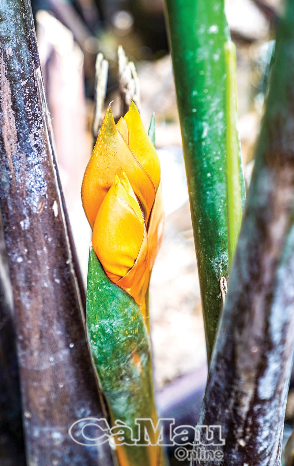 Thứ cây mọc dại dầm mình dưới nước vươn lá lên trời ở Cà Mau ra hoa đẹp mê tơi, cho trái đặc sản - Ảnh 2.