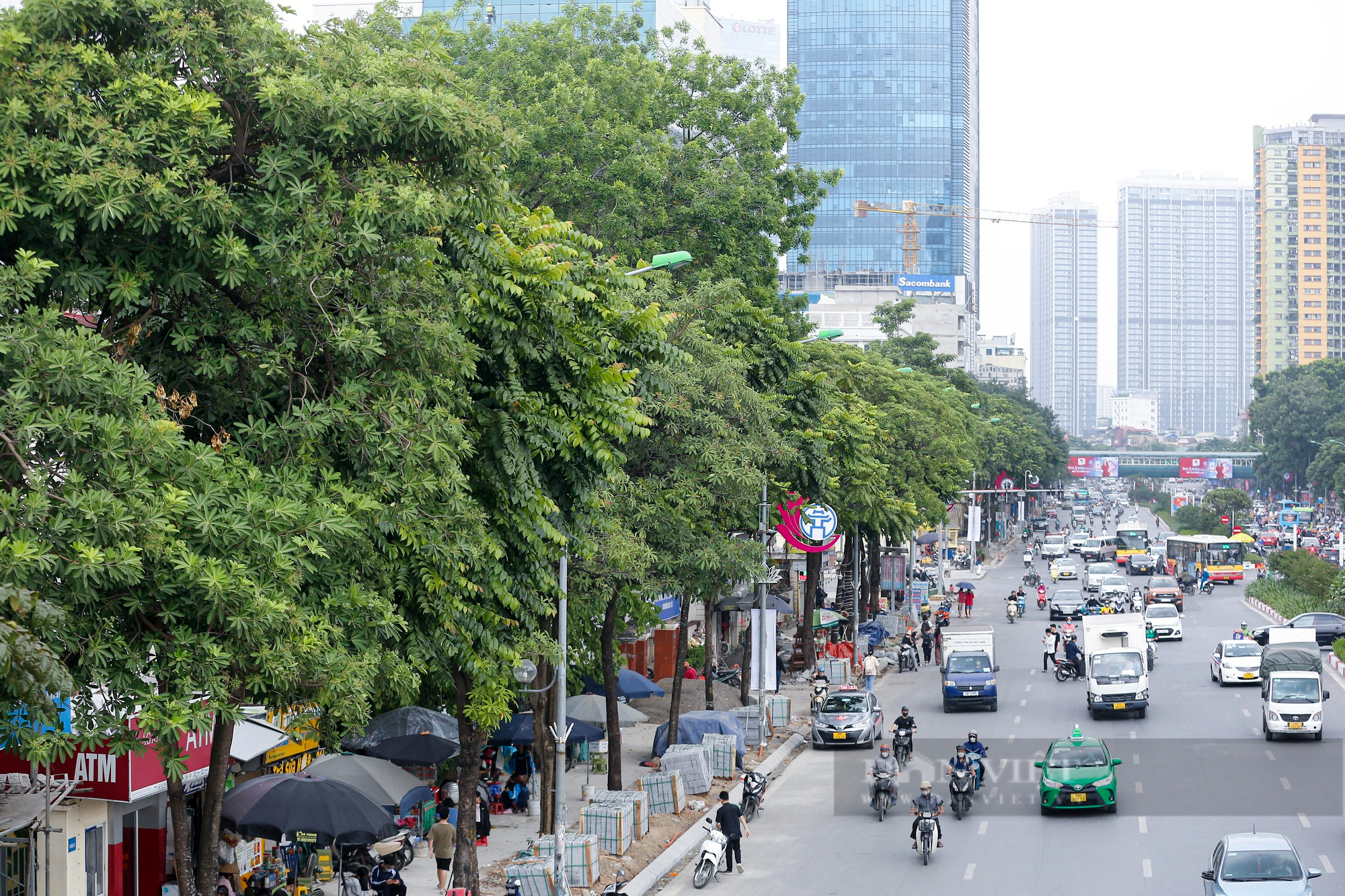 Có cách nào khiến cây hoa sữa nở ít hoa để hương không quá đậm đặc, chuyên gia lâm nghiệp trả lời thế nào? - Ảnh 1.