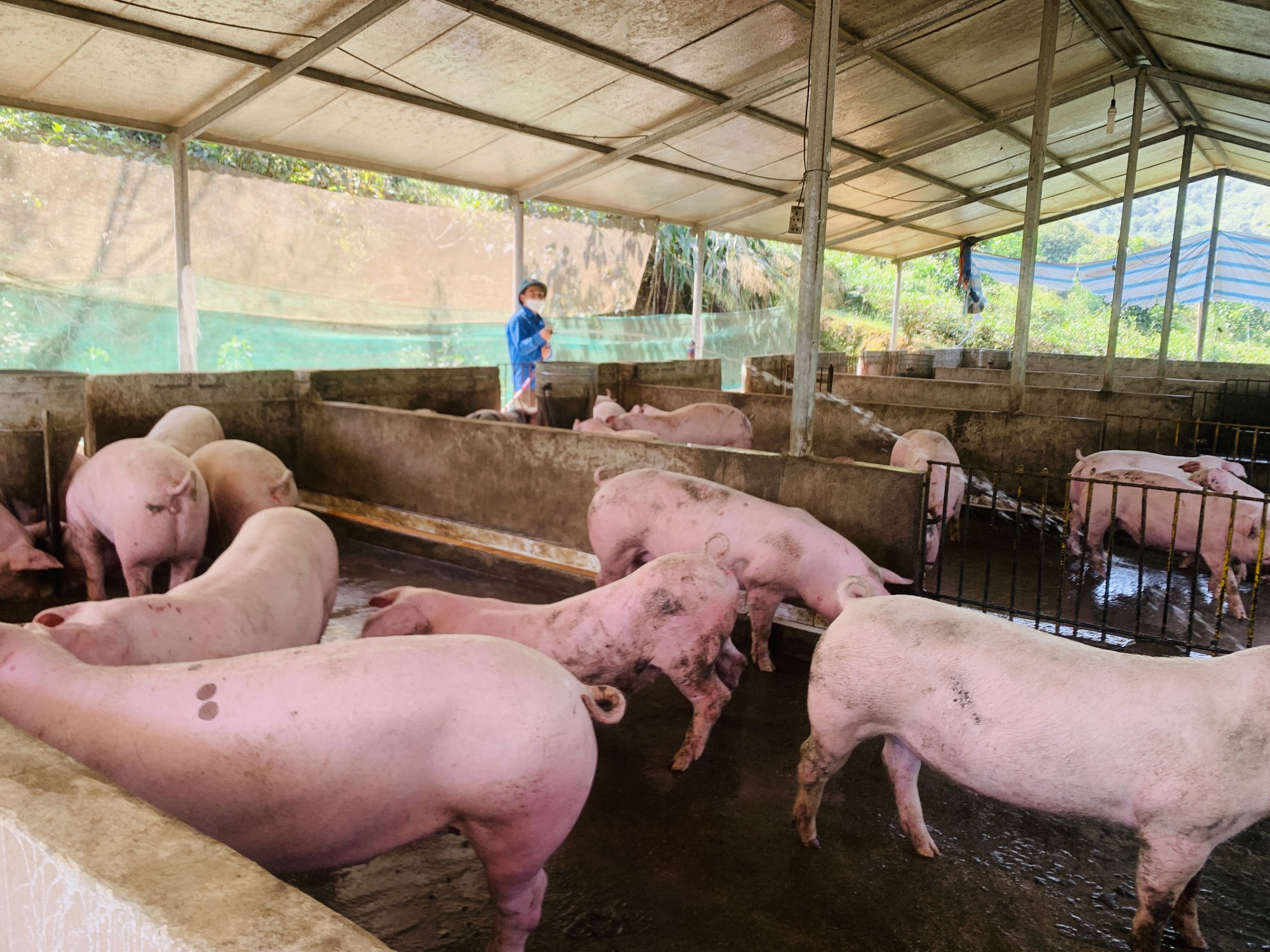 Nguyễn Thành Long bỏ phố về quê Hà Giang nuôi lợn, ban đầu làng xóm xầm xì, sau thành người truyền cảm hứng - Ảnh 1.