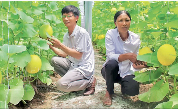 Ông nông dân Thái Bình đánh liều đầu tư 700 triệu trồng dưa trong nhà màng, hoá ra &quot;1 vốn 4 lời&quot; - Ảnh 1.