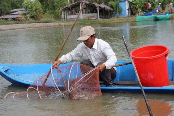 Xuất khẩu gạo thuận lợi, giá thu mua thủy sản tăng... người dân ĐBSCL &quot;mơ&quot; một cái Tết no ấm - Ảnh 2.