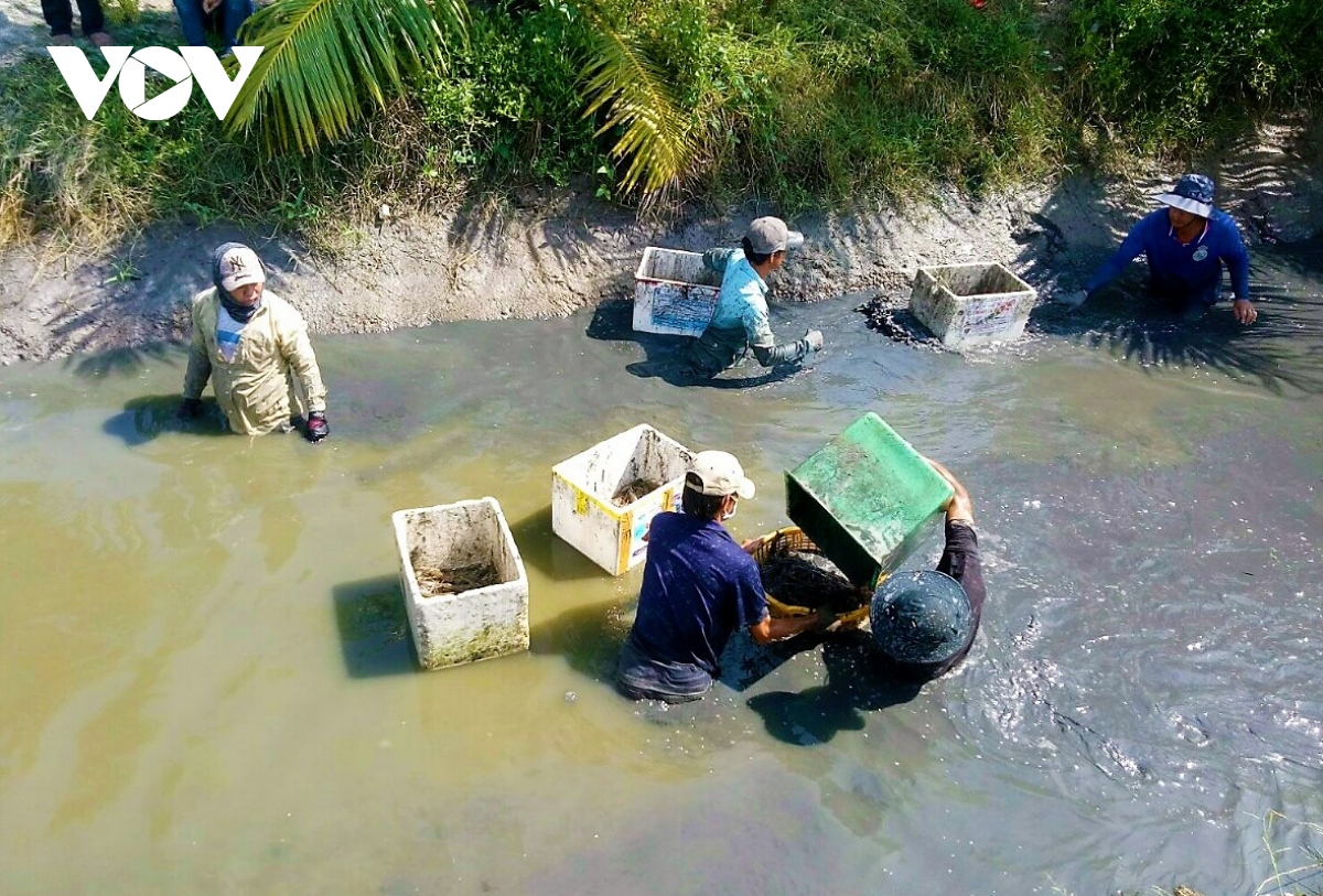 Cà Mau: Nông dân huyện U Minh được vụ mùa tôm càng xanh - Ảnh 3.