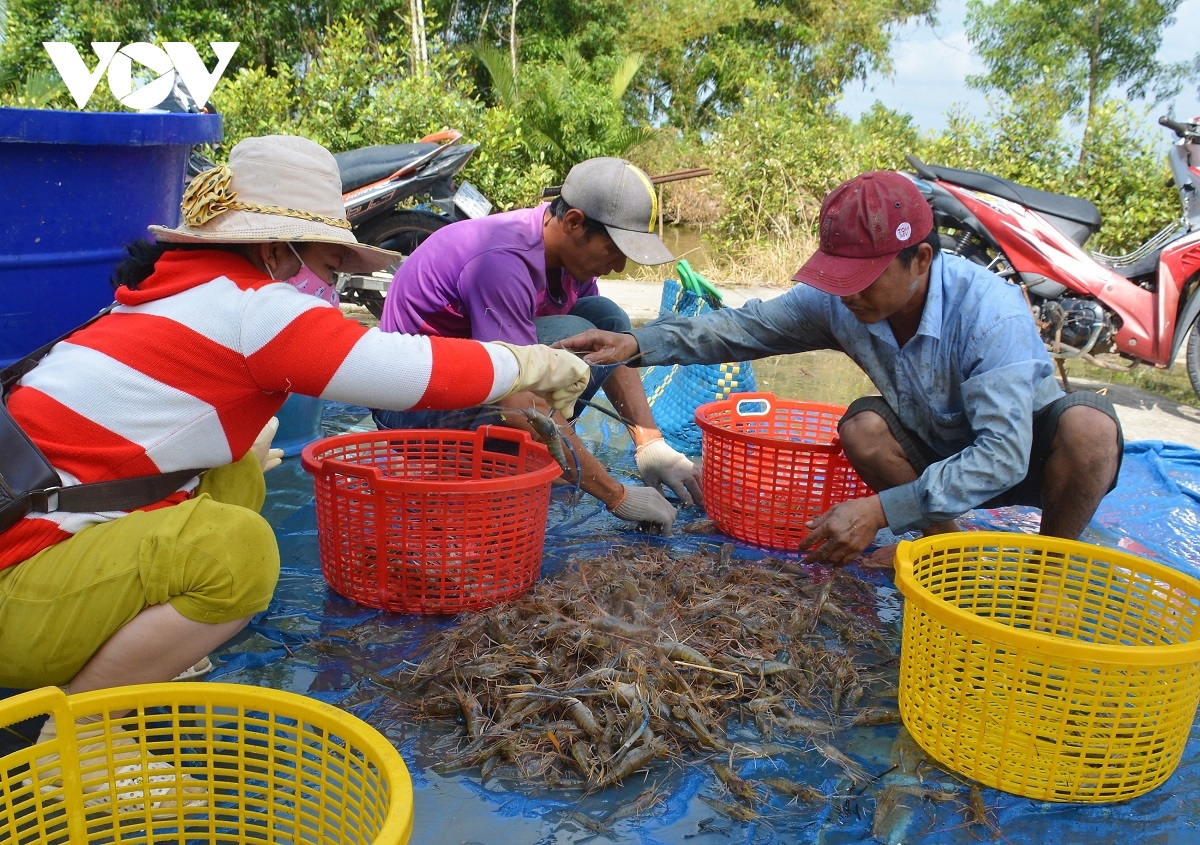 Cà Mau: Nông dân huyện U Minh được vụ mùa tôm càng xanh - Ảnh 4.