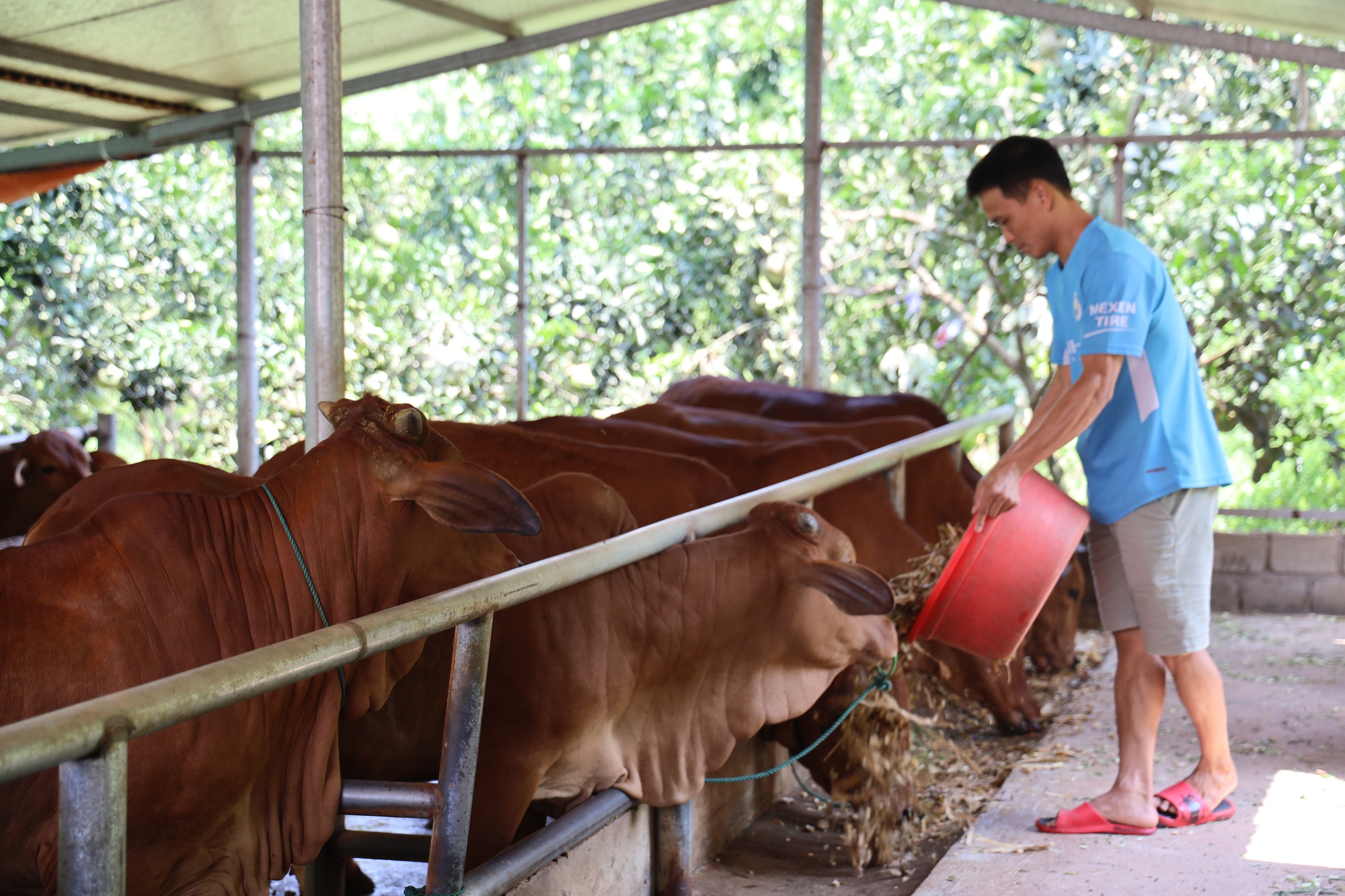 Trồng cỏ nuôi bò, giúp nông dân vùng cao có thu nhập - Ảnh 8.