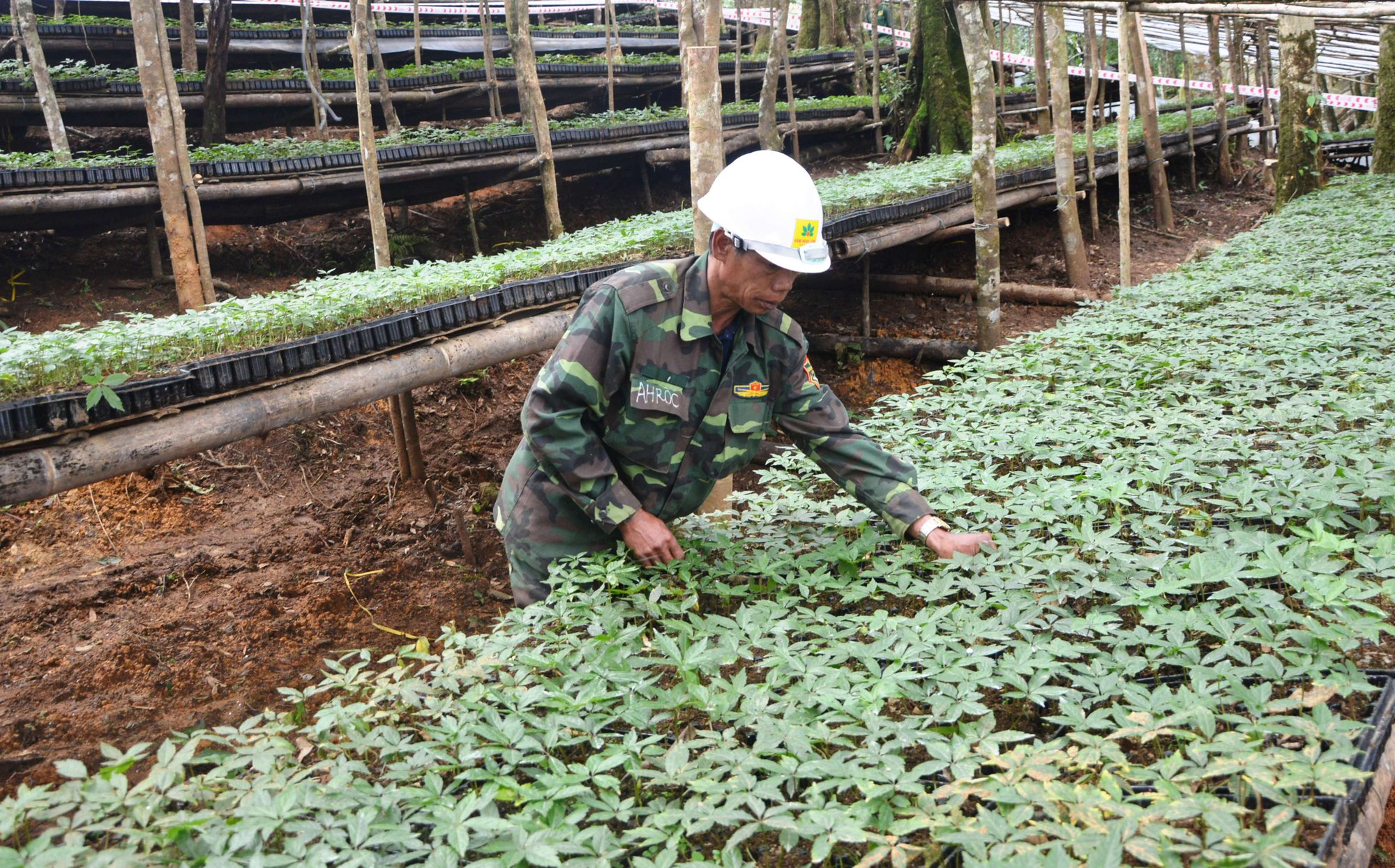 Đây là thứ hạt quý hiếm, đắt nhất Việt Nam đang bảo vệ nghiêm ngặt ở Kon Tum, chỉ sợ chuột gặm, sợ hàng giả - Ảnh 2.