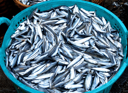 Đi chợ gặp 5 loại cá này nên mua ngay, đảm bảo cá tự nhiên, thịt chắc ngon lại nhiều chất bổ - Ảnh 1.