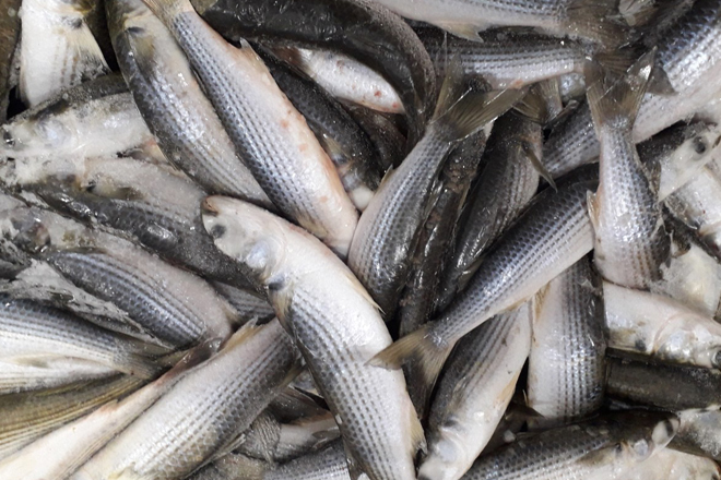 Đi chợ gặp 5 loại cá này nên mua ngay, đảm bảo cá tự nhiên, thịt chắc ngon lại nhiều chất bổ - Ảnh 4.