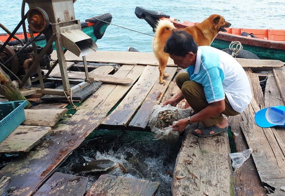 Cá đặc sản ở Kiên Giang đồng loạt tăng giá mạnh, cả làng bè nhà nào bắt bán đều trúng lớn - Ảnh 1.