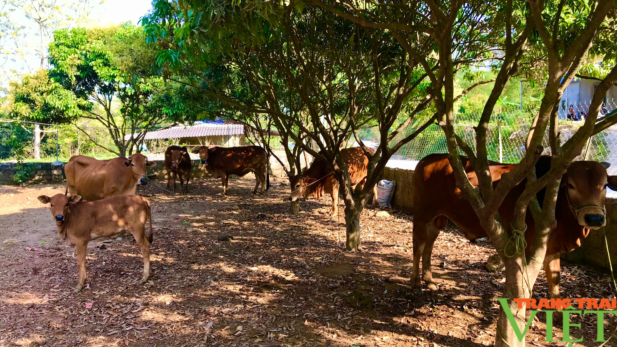 Trồng cỏ nuôi bò, giúp nông dân vùng cao có thu nhập - Ảnh 10.