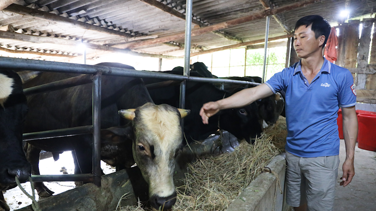 Trồng cỏ nuôi bò, giúp nông dân vùng cao có thu nhập - Ảnh 3.