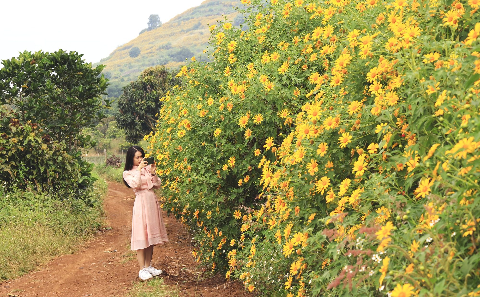 Hoa dã quỳ nở vàng rực, nhiếp ảnh gia mất nửa triệu thuê máy cày lên đỉnh núi chụp hình - Ảnh 7.