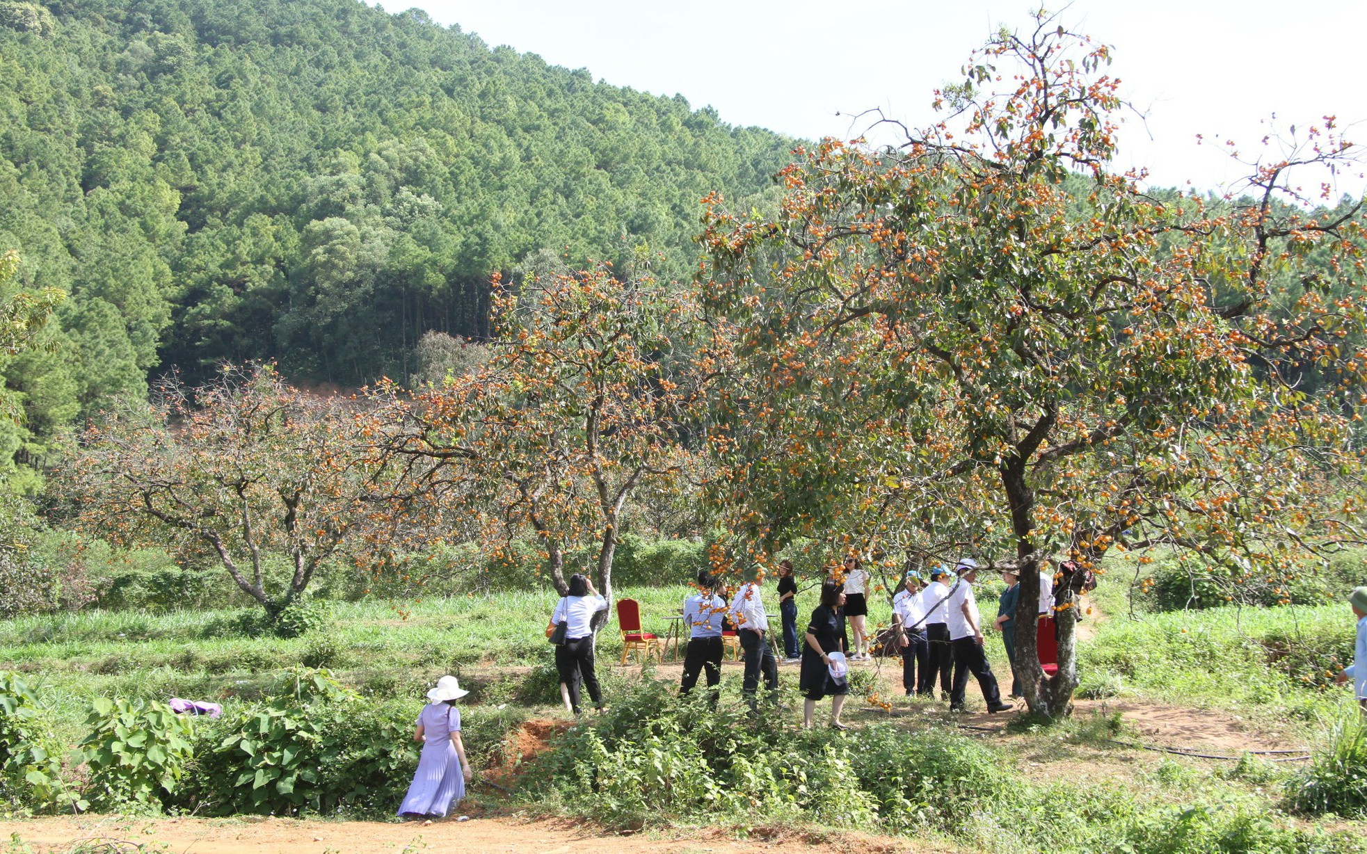 Loại cây cổ thụ hơn trăm năm ở Nghệ An, càng già quả càng ngon, càng nổi tiếng khách xa gần càng tới