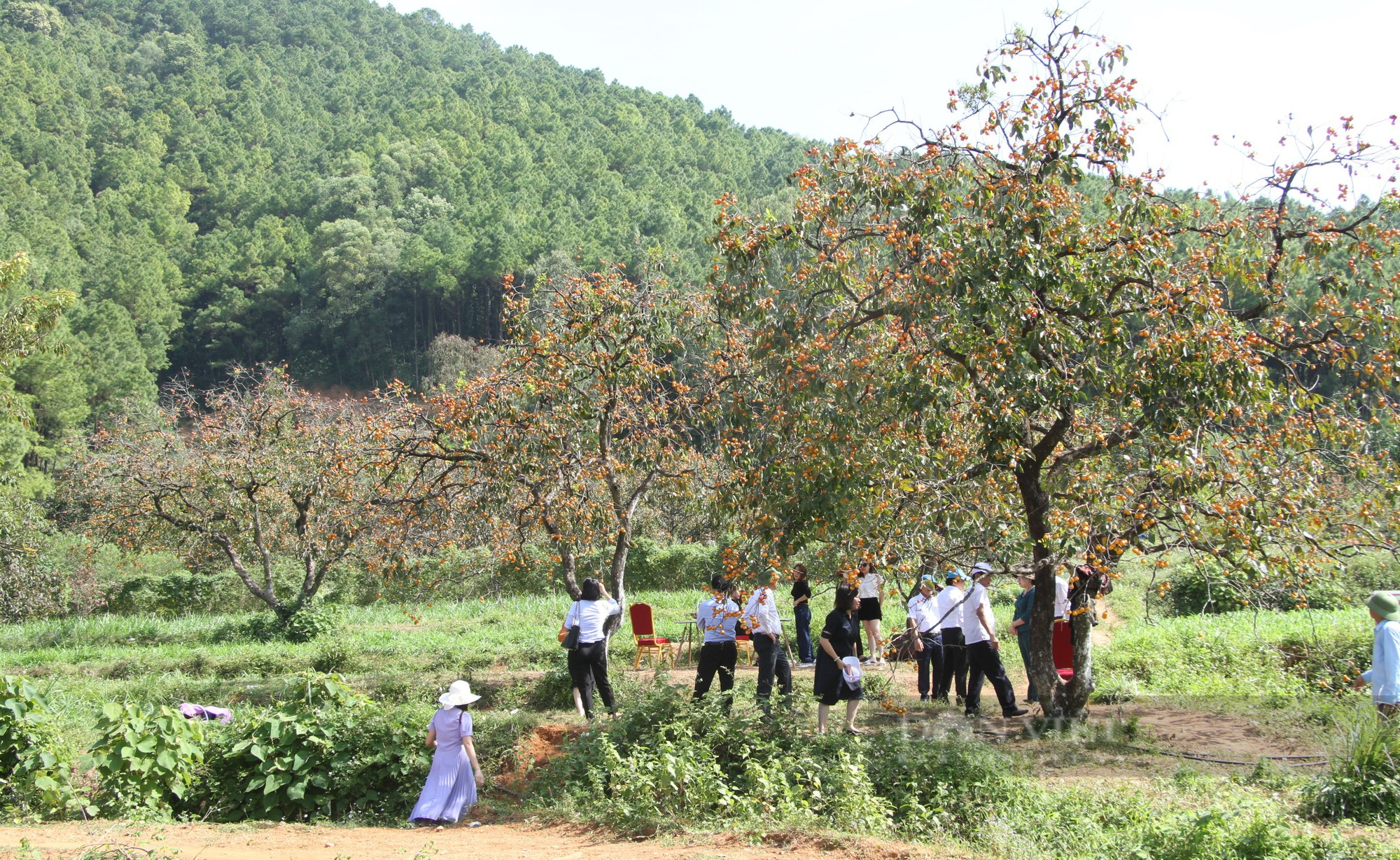 Loại cây đã sống cả thế kỷ, càng già quả lại càng ngon, giúp người dân ở Nghệ An hái ra tiền - Ảnh 5.