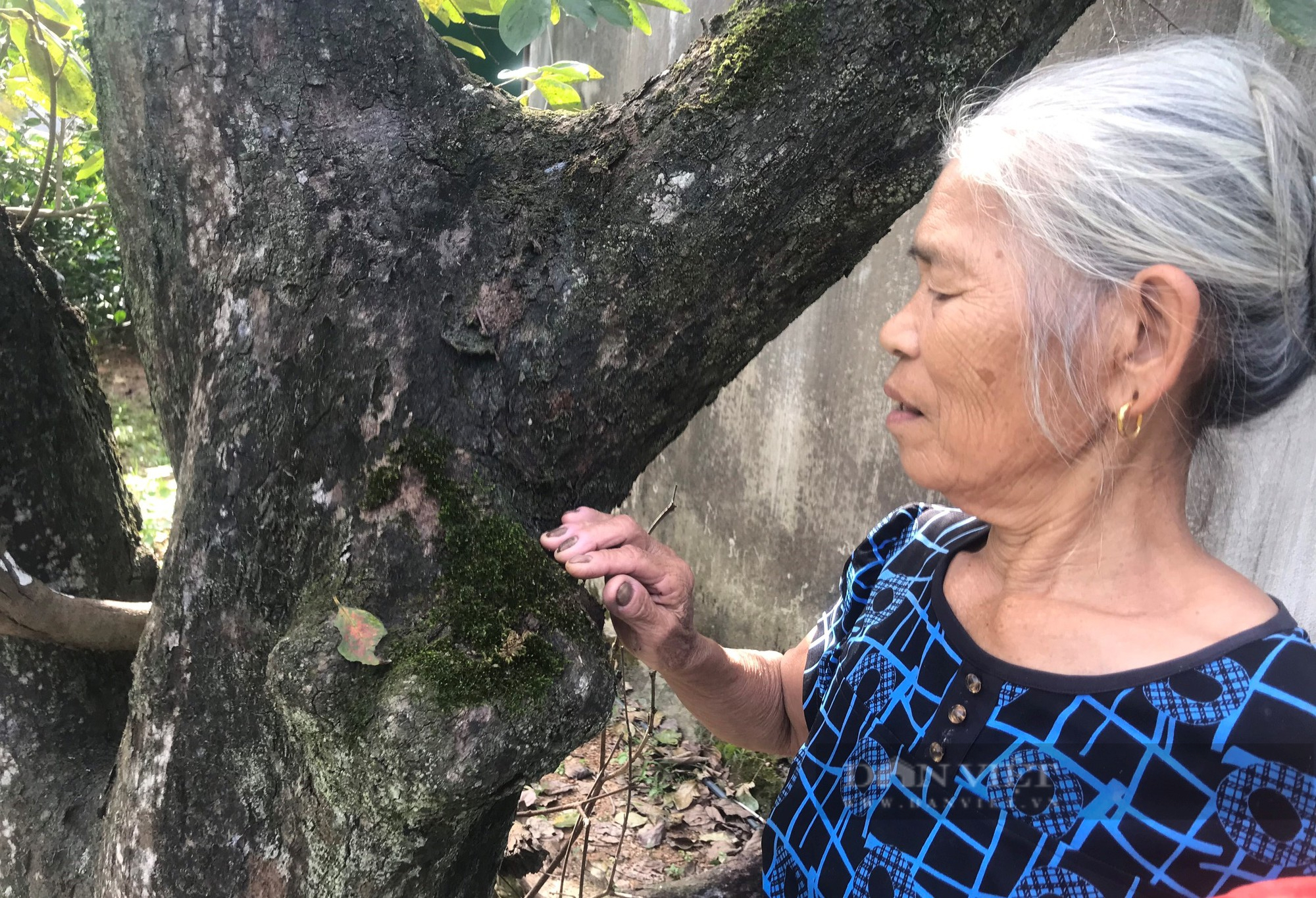 Loại cây đã sống cả thế kỷ, càng già quả lại càng ngon, giúp người dân ở Nghệ An hái ra tiền - Ảnh 2.