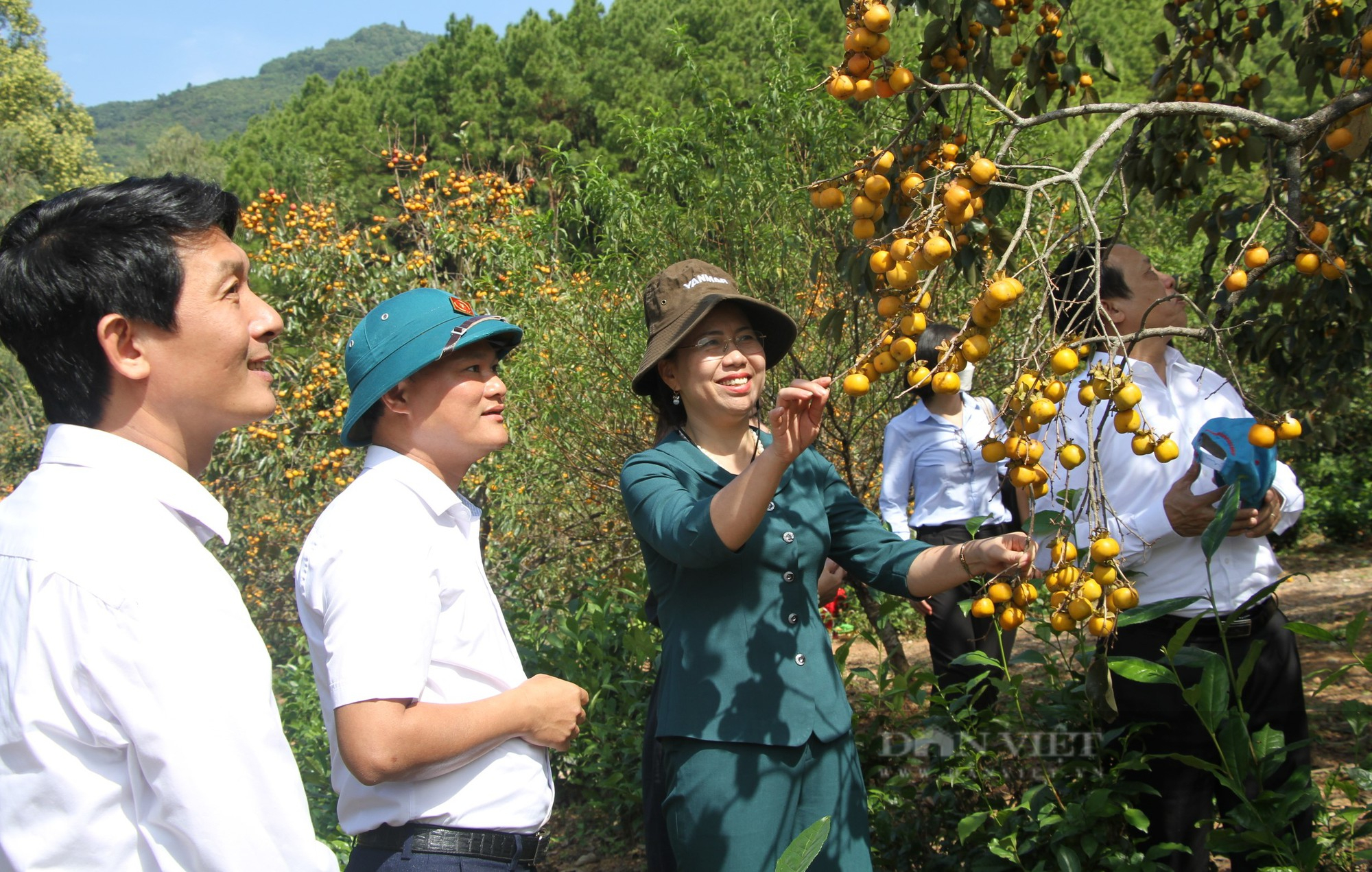 Loại cây đã sống cả thế kỷ, càng già quả lại càng ngon, giúp người dân ở Nghệ An hái ra tiền - Ảnh 7.