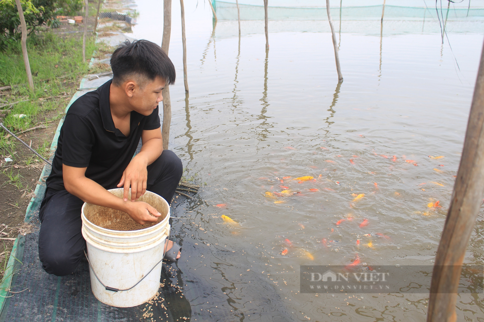 TP.HCM đưa cá cảnh, cá quý tộc gắn sao OCOP - Ảnh 2.