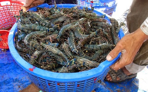 Nuôi tôm trong rừng ngập mặn thích ứng với biến đổi khí hậu ở ĐBSCL - Ảnh 2. Nuôi tôm trong rừng ngập mặn thích ứng với biến đổi khí hậu ở ĐBSCL - Ảnh 2.