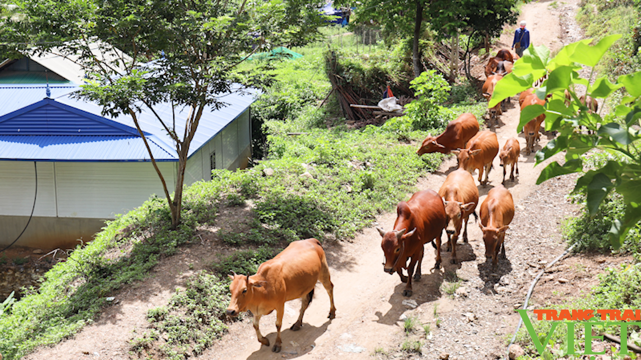 Trồng cỏ nuôi bò, giúp nông dân vùng cao có thu nhập - Ảnh 2.