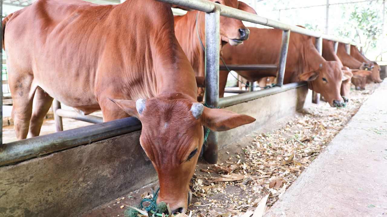 Trồng cỏ nuôi bò, giúp nông dân vùng cao có thu nhập - Ảnh 9.