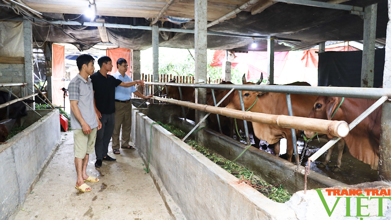 Trồng cỏ nuôi bò, giúp nông dân vùng cao có thu nhập - Ảnh 5.