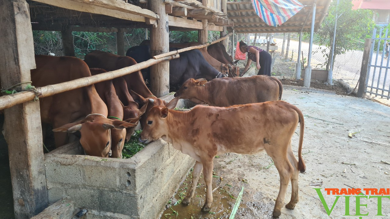 Trồng cỏ nuôi bò, giúp nông dân vùng cao có thu nhập - Ảnh 11.