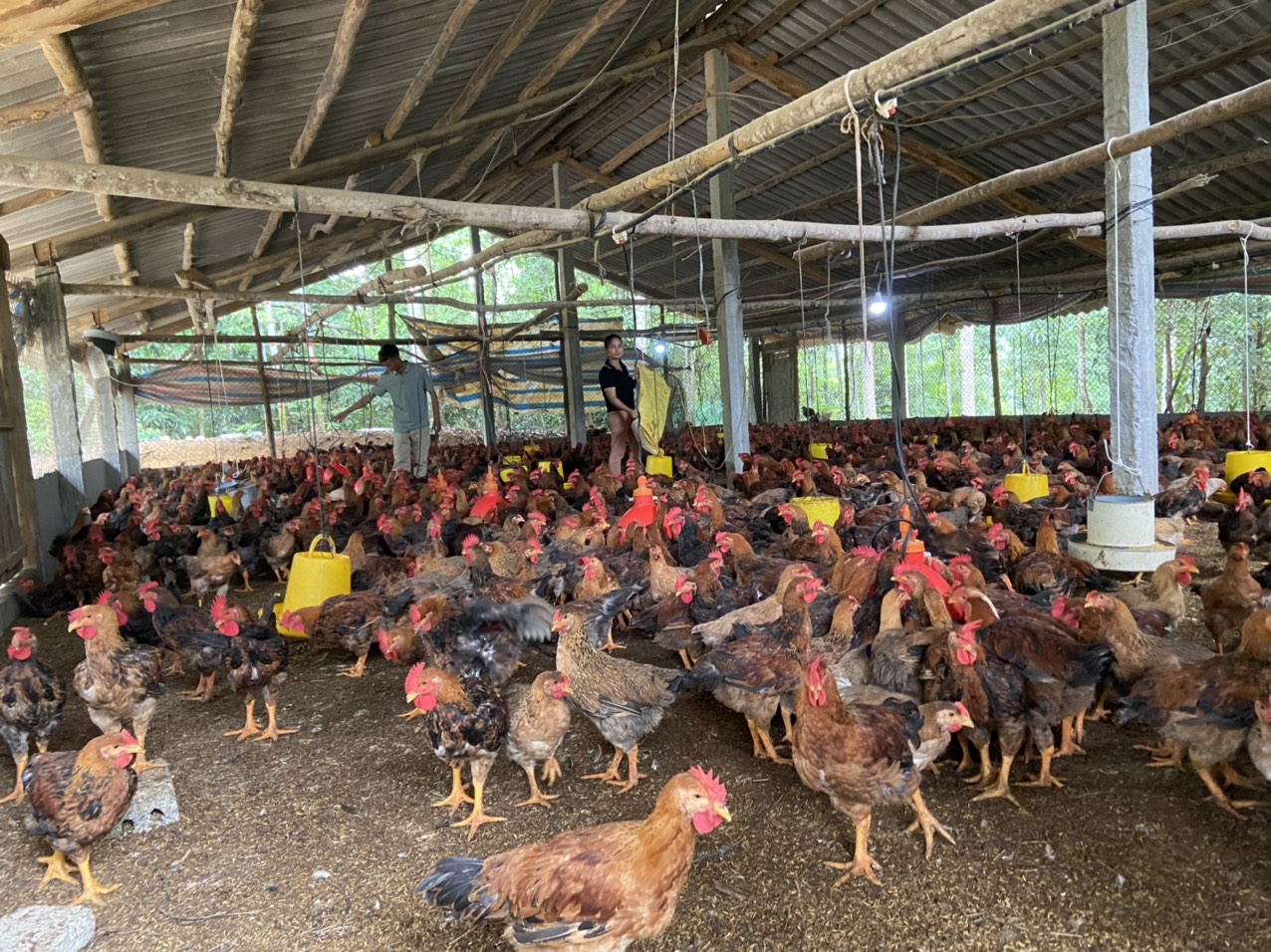 Trồng rừng, nuôi gà bao la đếm không xuể, anh hội viên nông dân ở Bảo Thắng của Lào Cai lãi 1/2 tỷ - Ảnh 1.
