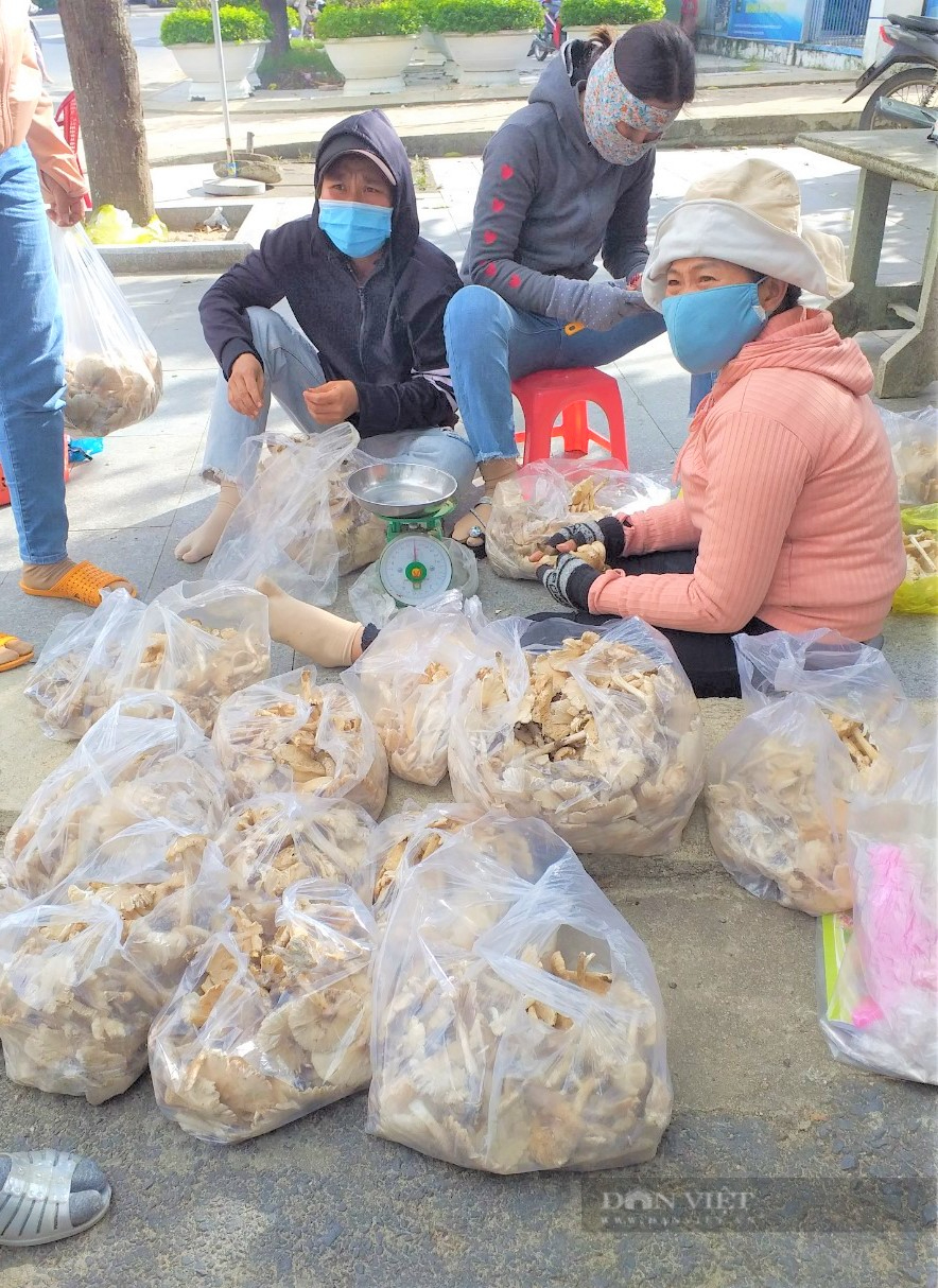 Người dân miền núi Phú Yên đổ xô lên rừng hái loại nấm mối mọc dưới tổ mối, bán giá “đắt như tôm tươi” - Ảnh 1.