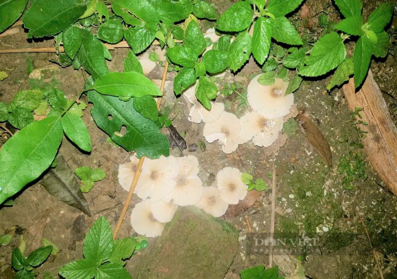 Người dân miền núi Phú Yên đổ xô lên rừng hái loại nấm mối mọc dưới tổ mối, bán giá “đắt như tôm tươi” - Ảnh 2.